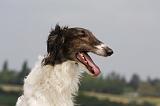 BARZOI 061